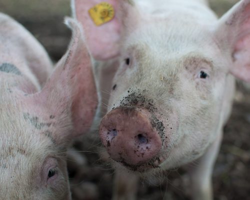 close up of pigs face