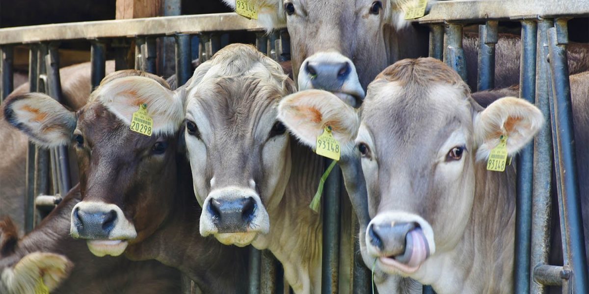 Mad Cow Disease affects cattle in Scotland.