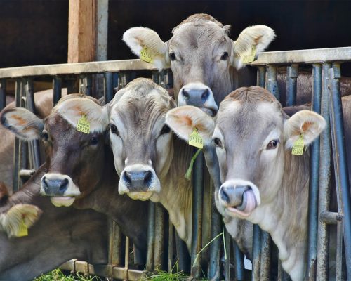 Mad Cow Disease affects cattle in Scotland.