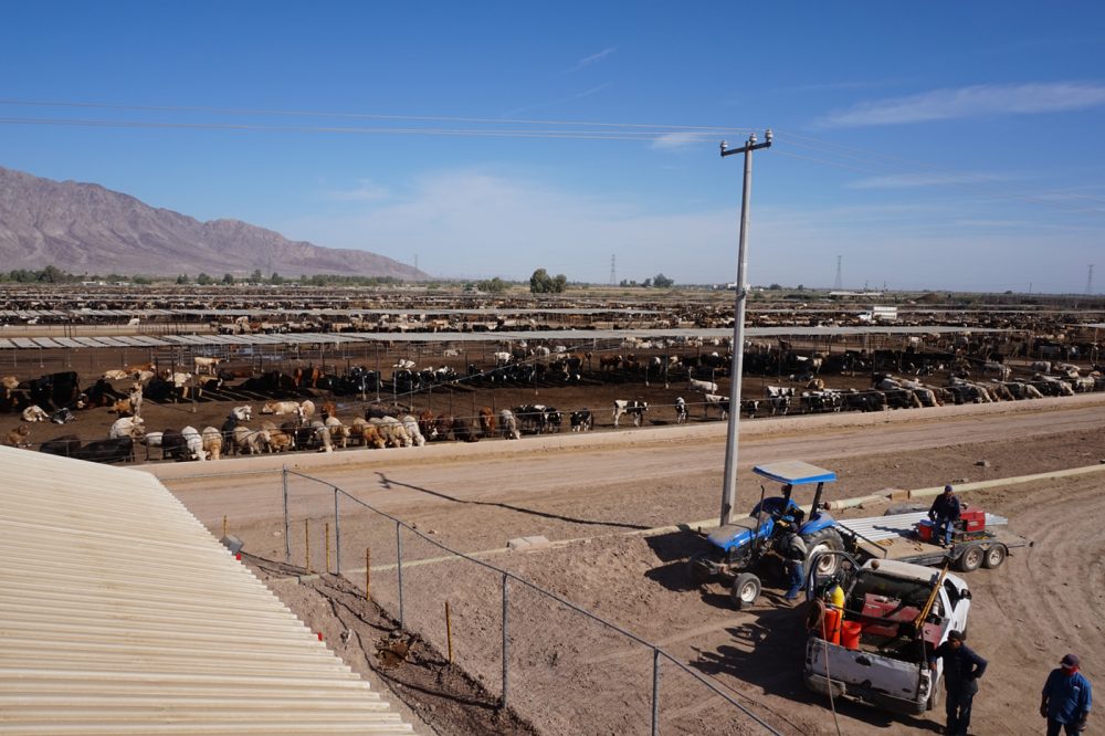 Cattle Disposal Systems Central America