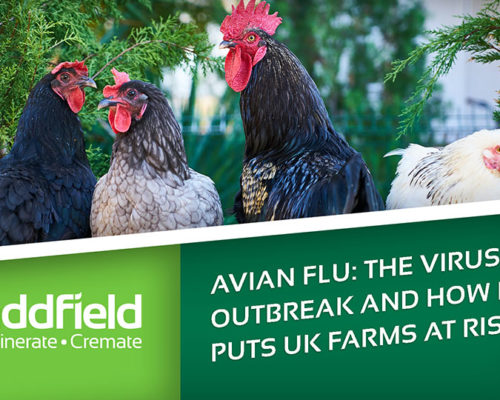 Incinerator protects against avian flu threat