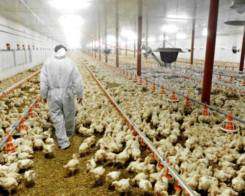 Taiwan Poultry Avian Influenza Outbreak