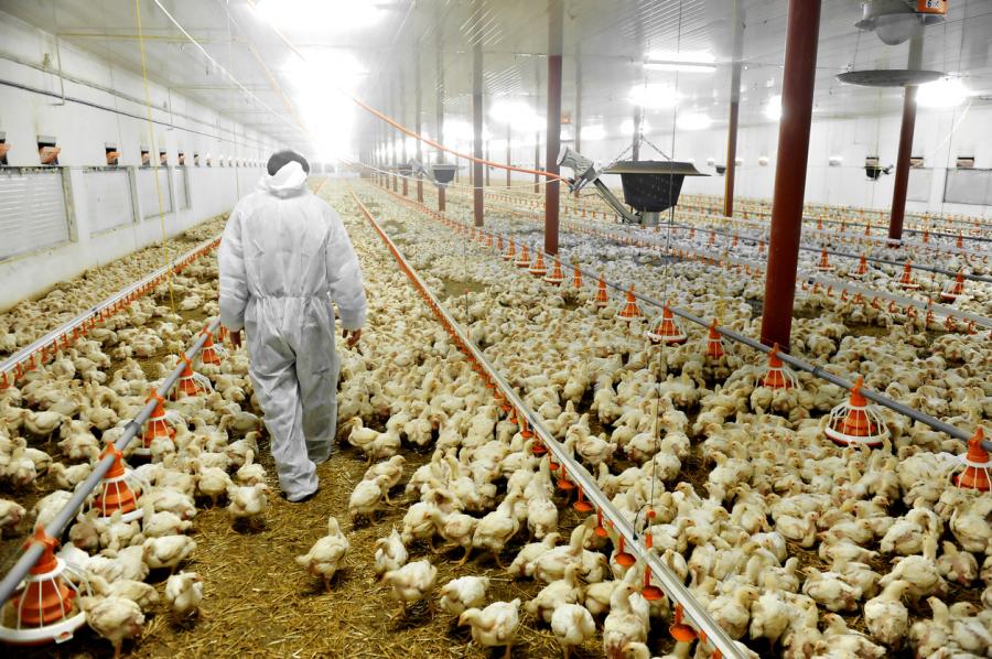 Taiwan Poultry Avian Influenza Outbreak