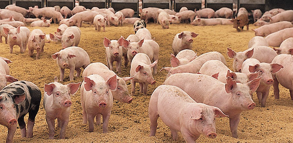 A herd of pigs