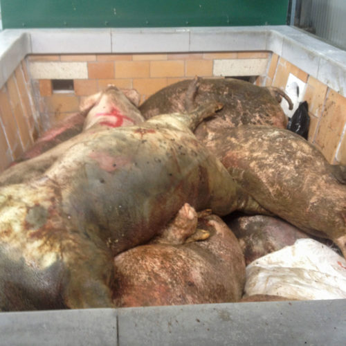 Pig Carcass inside Addfield SB Incinerator