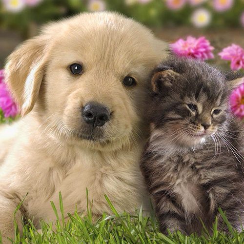 cat and dog in a field with pink followers