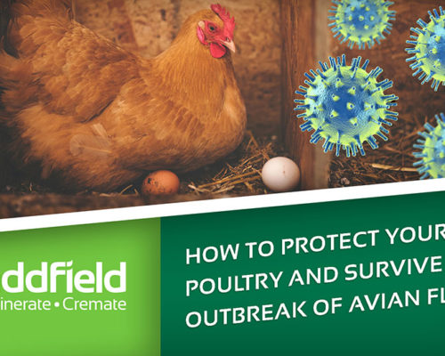 How to prevent Avian Flu with Incineration