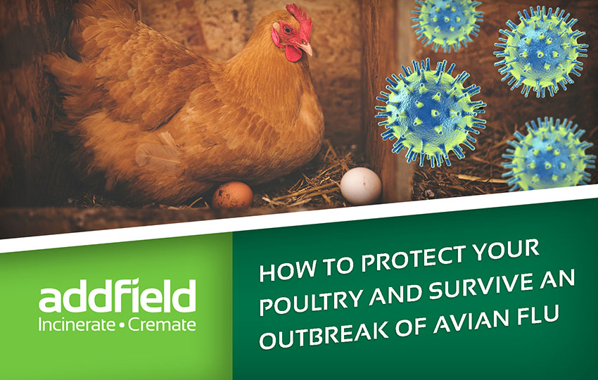 How to prevent Avian Flu with Incineration