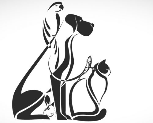 Starting your Pet Cremation business