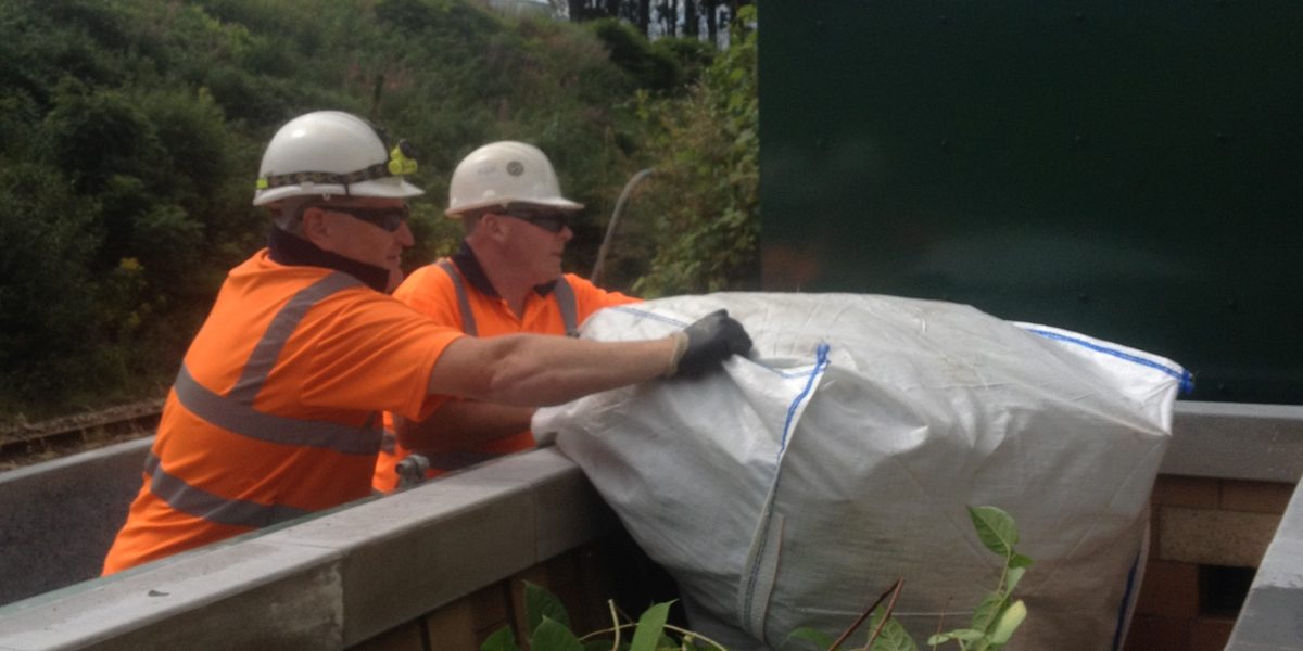 Japanese Knotweed - Addfield Fight Back