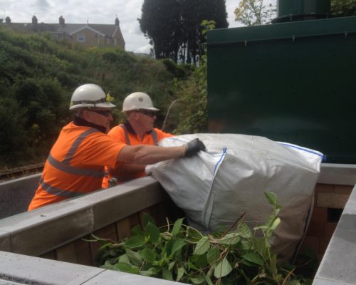 Japanese Knotweed - Addfield Fight Back