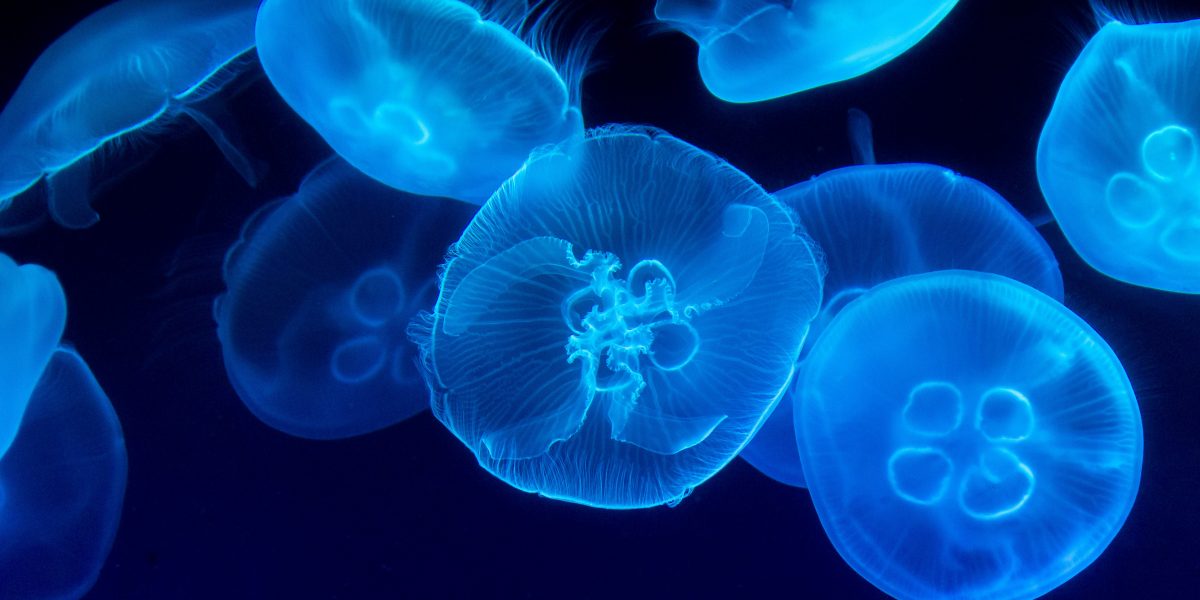 Bright glowing blue jelly fish