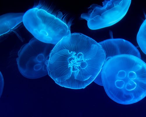 Bright glowing blue jelly fish