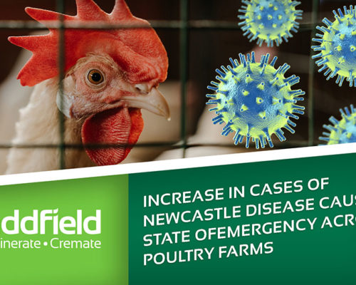 Incineration protects newcastle disease