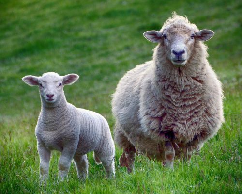 Preparing for lambing season