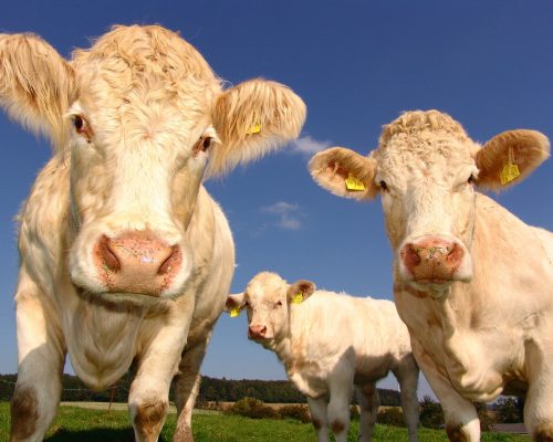 Prevent foot and mouth disease