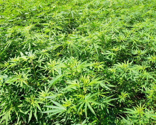 Cannabis incinerator solutions