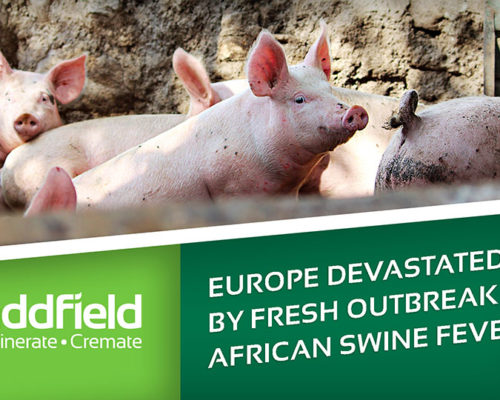 European farms devastated by African Swine Fever