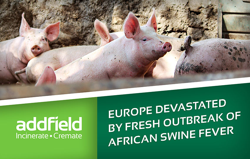 European farms devastated by African Swine Fever