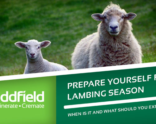 Sheep at lambing season