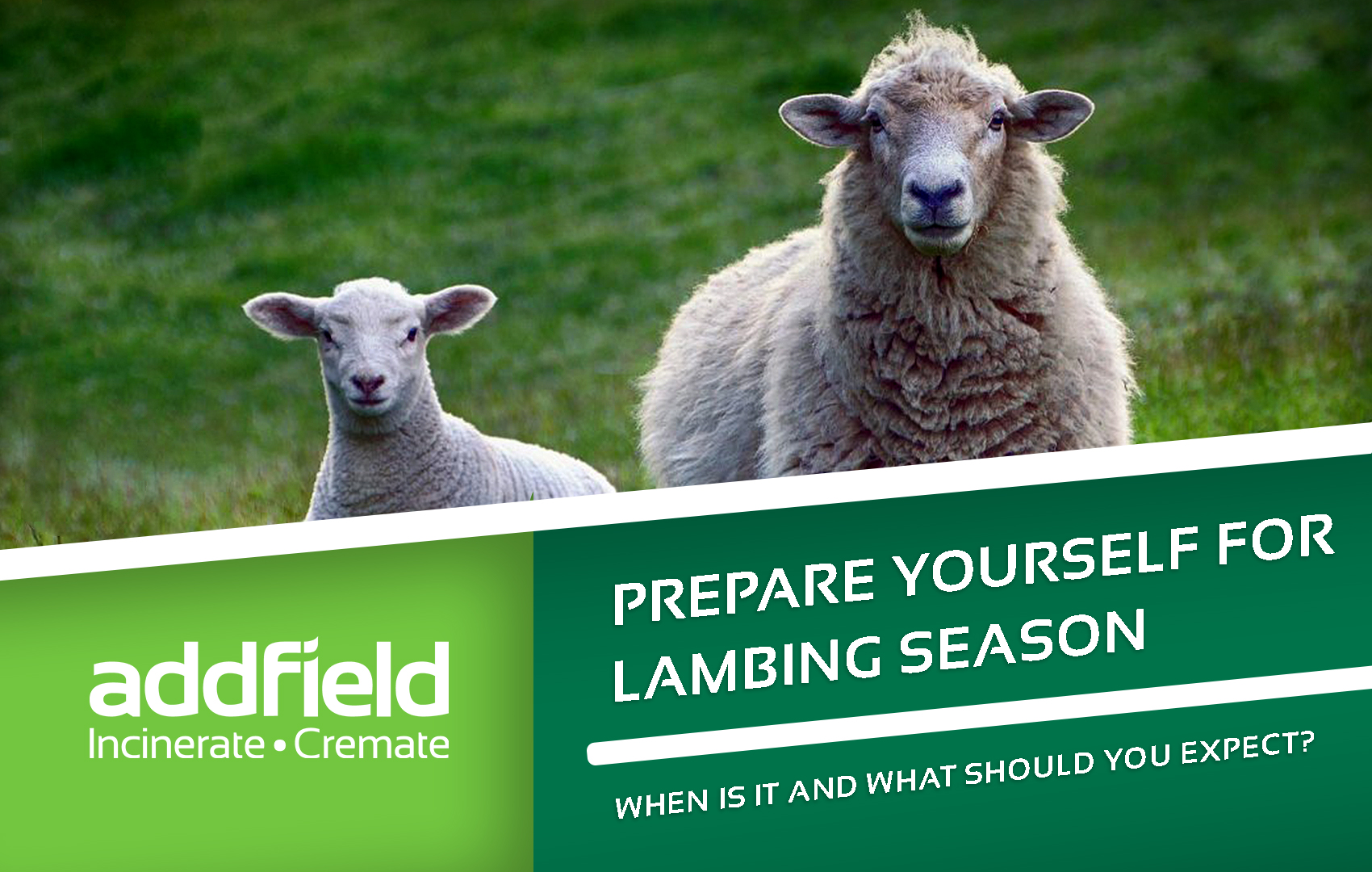 Sheep at lambing season