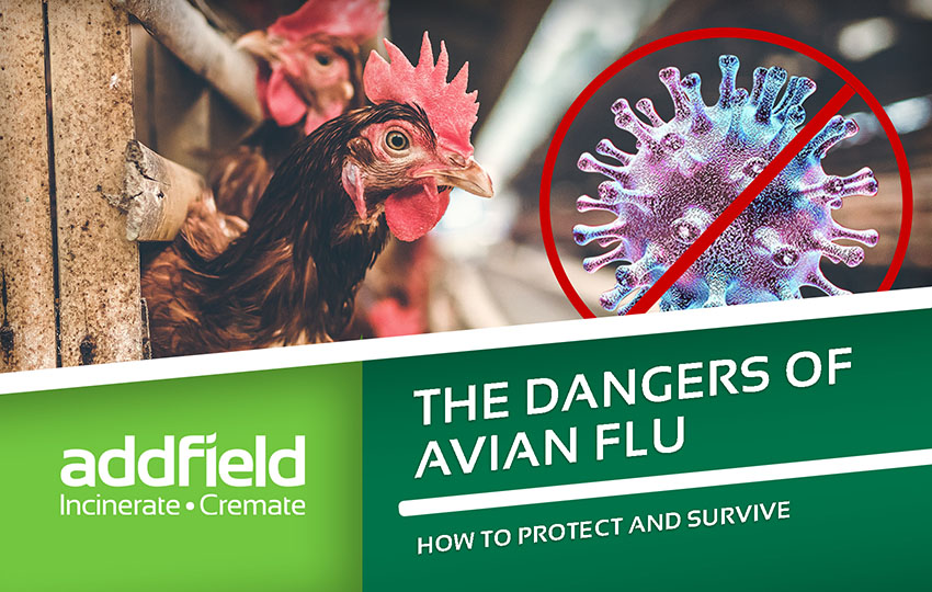 incineration protects about avian flu