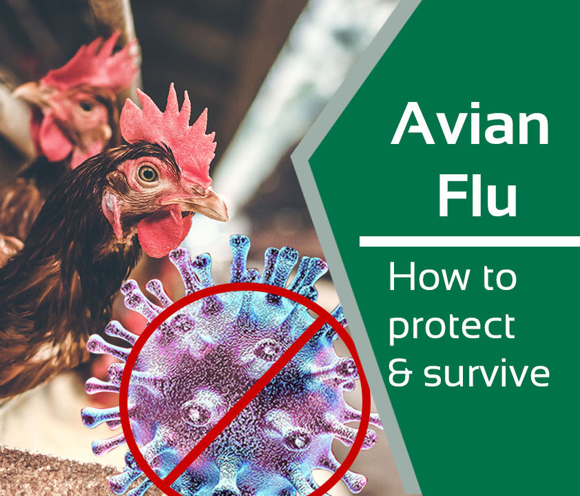 The dangers of Avian Flu across the UK. Addfield Environmental