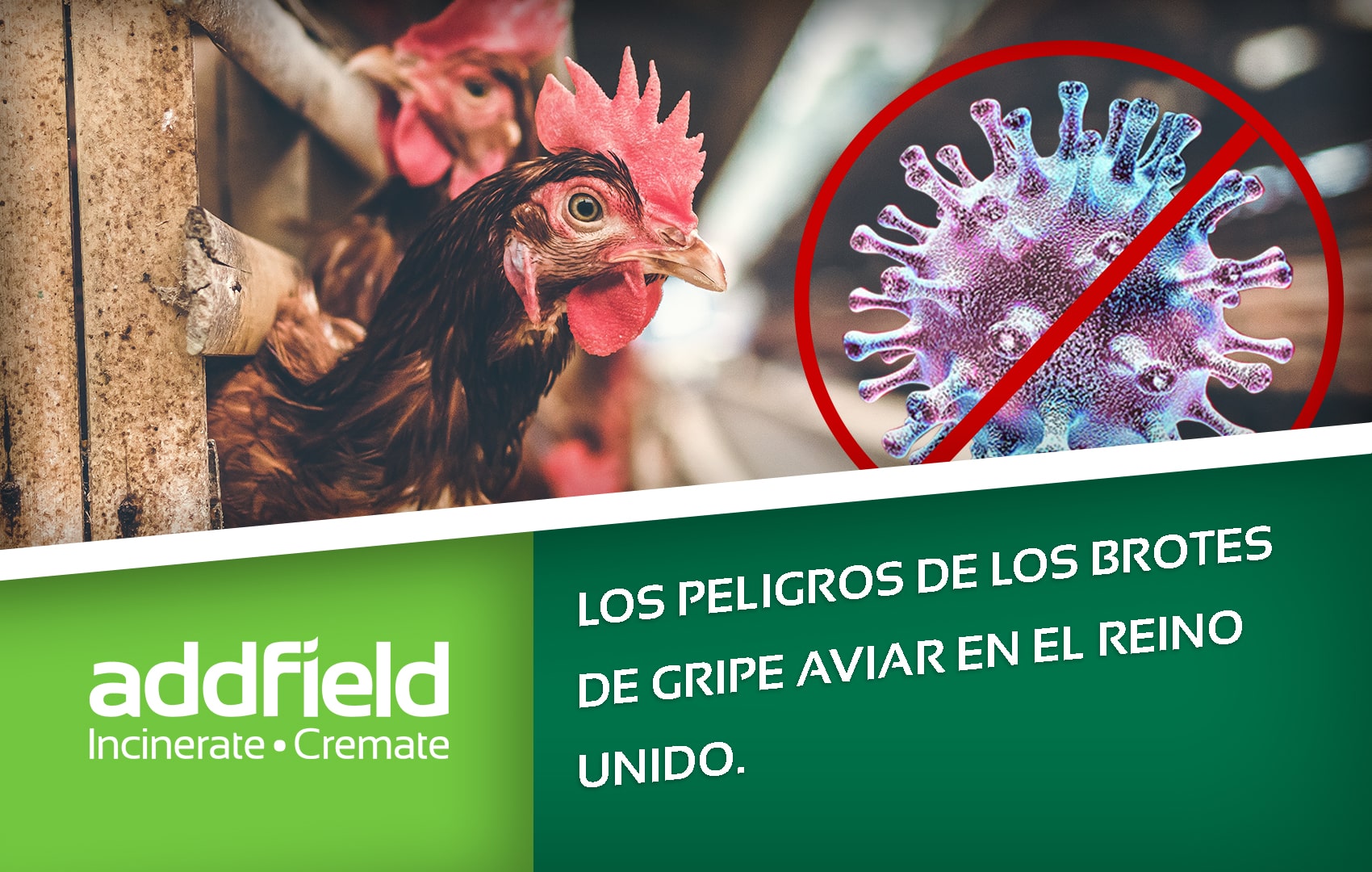 brotes de gripe aviar