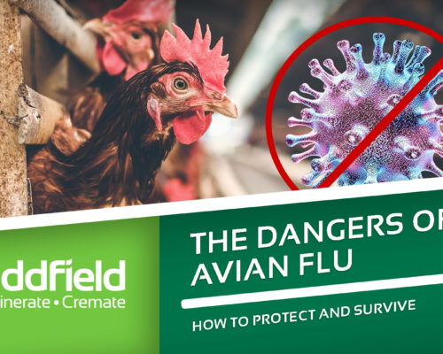 avian flu in the UK