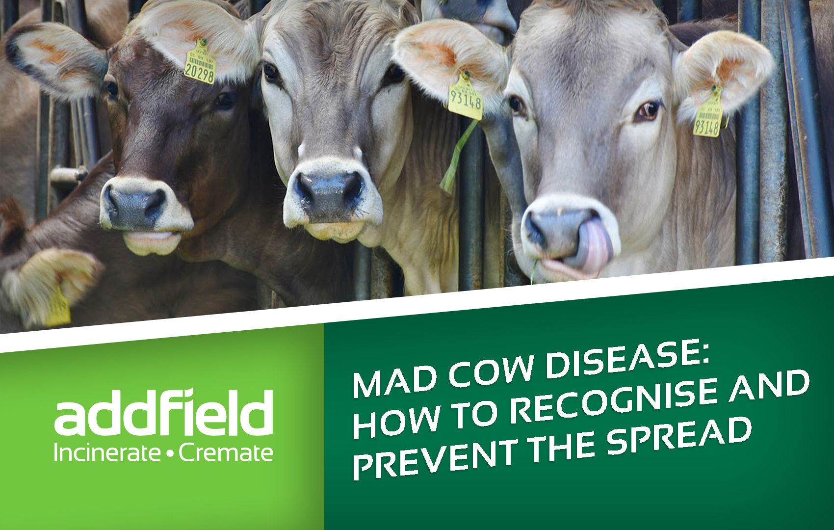 Cows and mad cow disease prevention