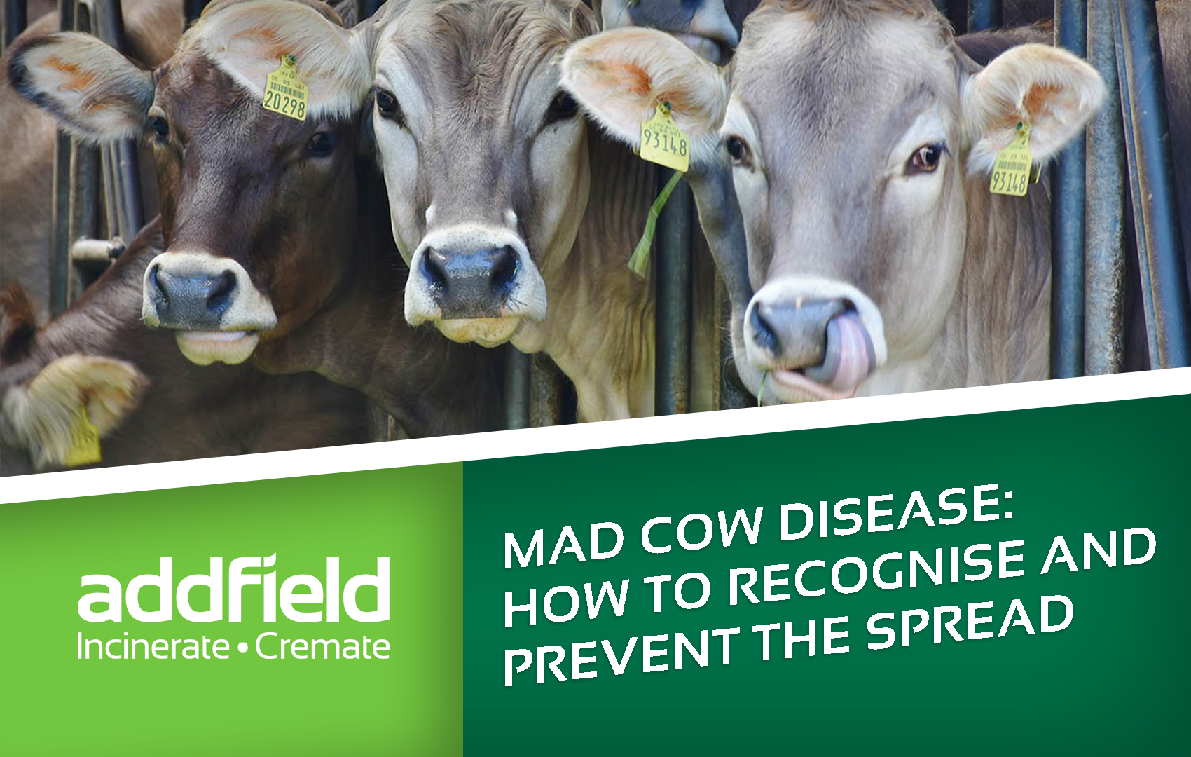 how-to-prevent-mad-cow-disease-do-you-know-the-dangers-of-bse