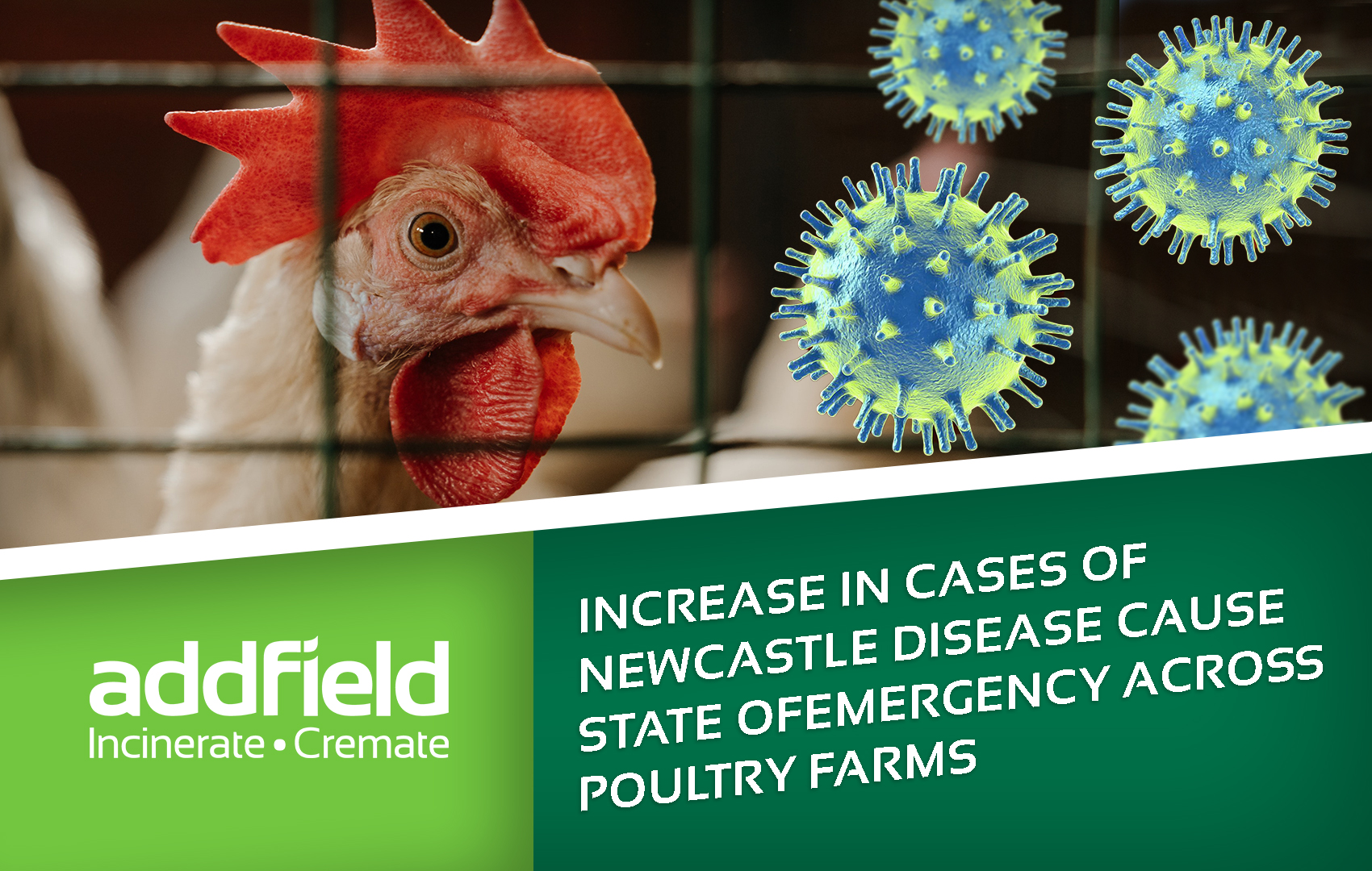 Fresh Outbreaks Of Newcastle Disease In Poultry Blog Addfield