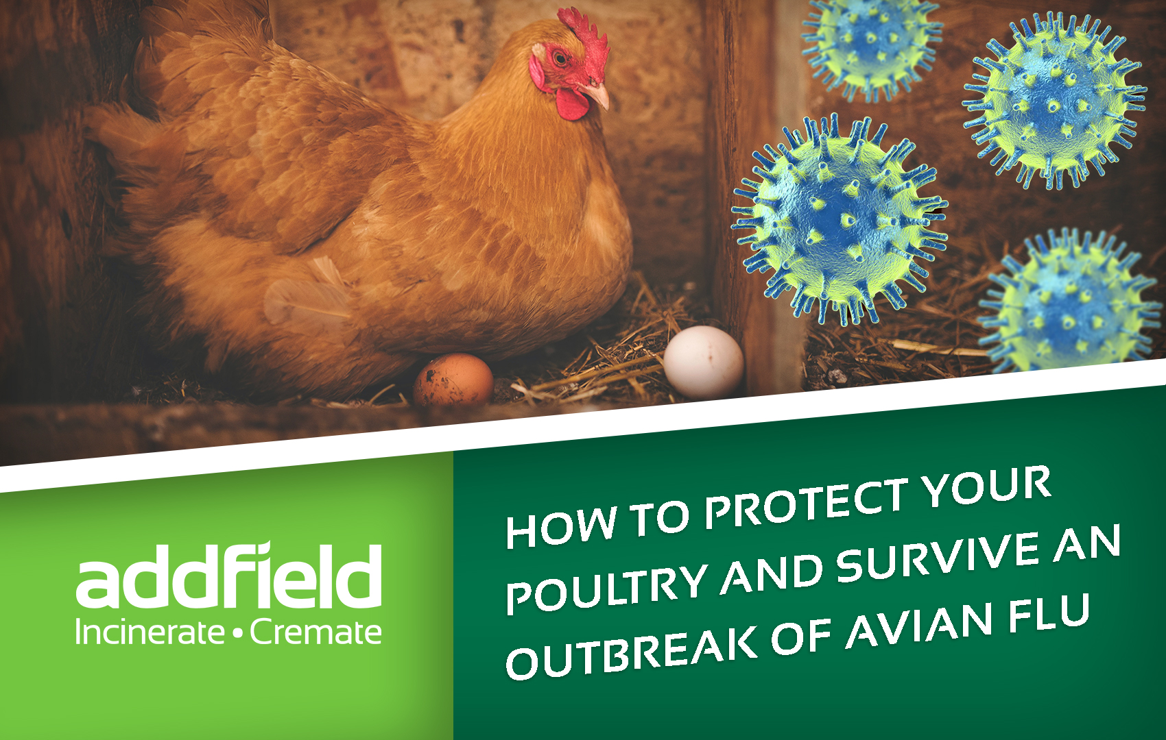 What you need to know about Avian Flu Blog Addfield