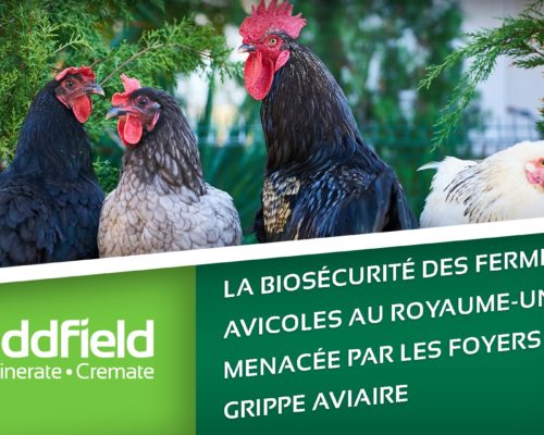 aviaire biosécurité