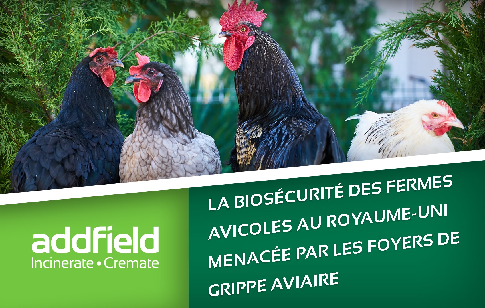 aviaire biosécurité
