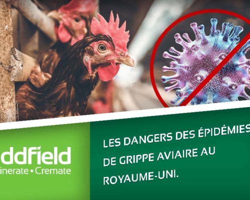 de grippe aviaire au Royaume-Uni