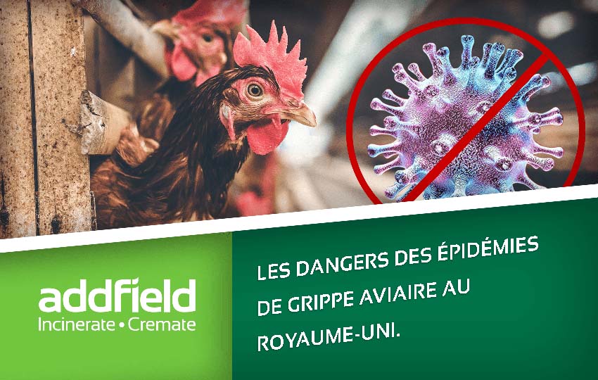 de grippe aviaire au Royaume-Uni