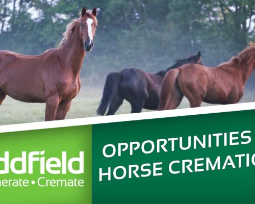 Your opportunities in Horse Cremation cover