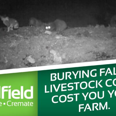Burying fallen livestock could cost you your farm. cover