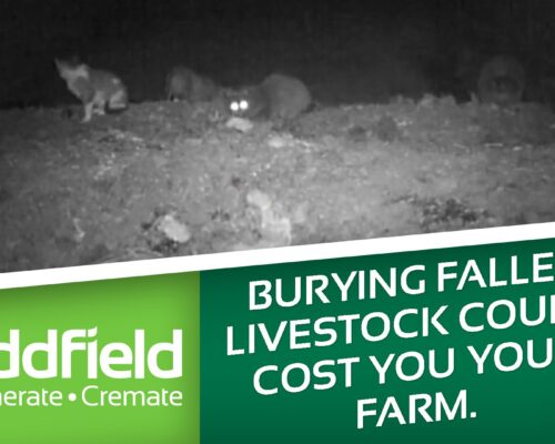 Burying fallen livestock could cost you your farm. cover