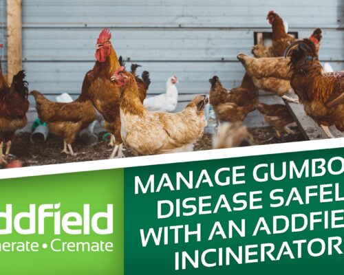 Gumboro Disease: Why On-Site Incineration Matters for Poultry Biosecurity cover